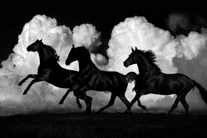 Wild Horses by Samantha Carter