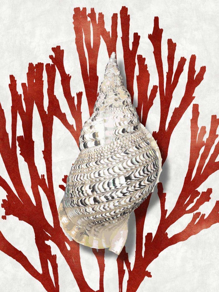 Shell Coral Red I by Caroline Kelly