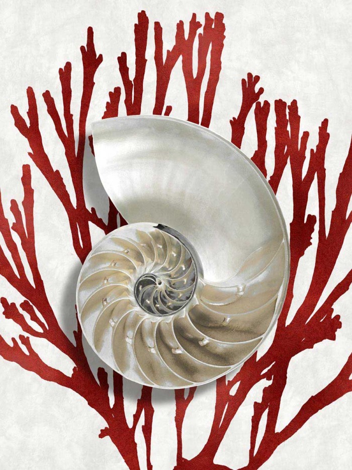 Shell Coral Red II by Caroline Kelly