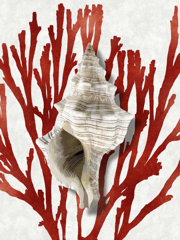 Shell Coral Red III by Caroline Kelly