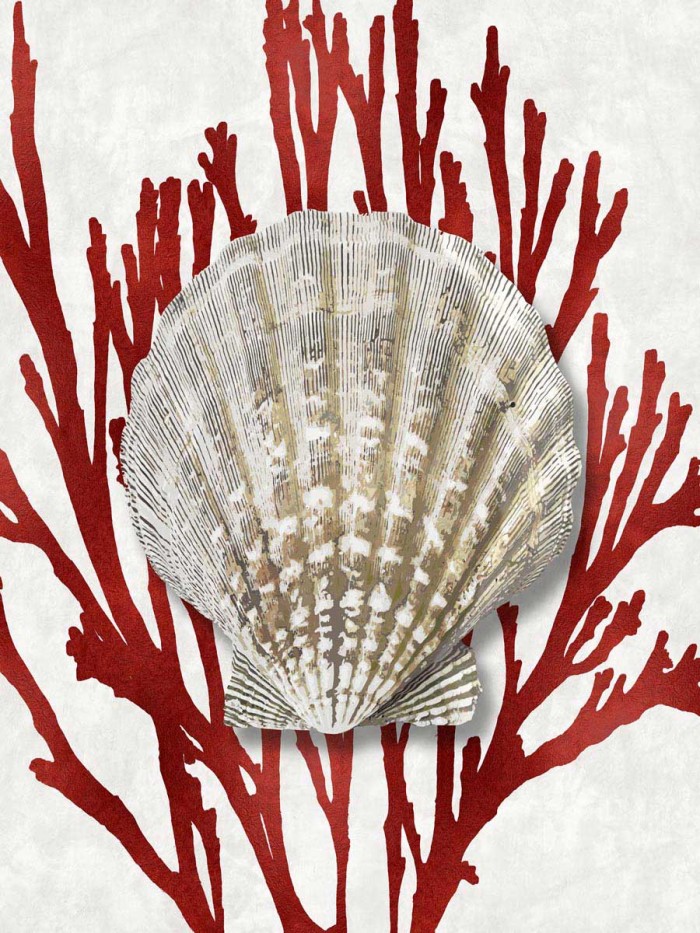 Shell Coral Red IV by Caroline Kelly