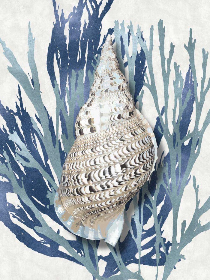 Shell Coral Aqua Blue I by Caroline Kelly