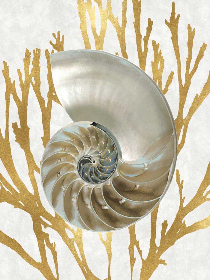 Shell Coral Gold II by Caroline Kelly