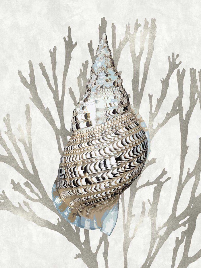 Shell Coral Silver I by Caroline Kelly