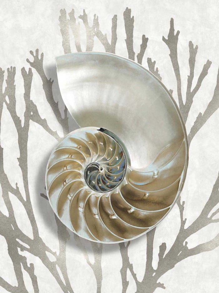 Shell Coral Silver II by Caroline Kelly