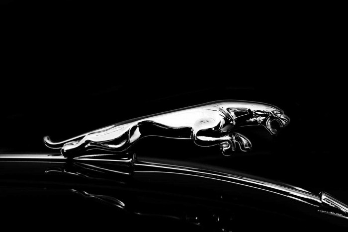 Jaguar by Mark Rogan