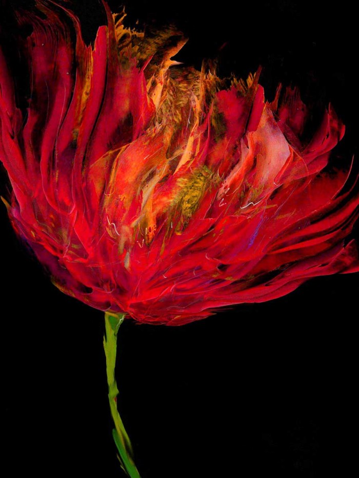 Red Tulips I by Vanessa Austin