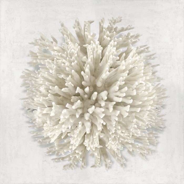 Coral I by Caroline Kelly