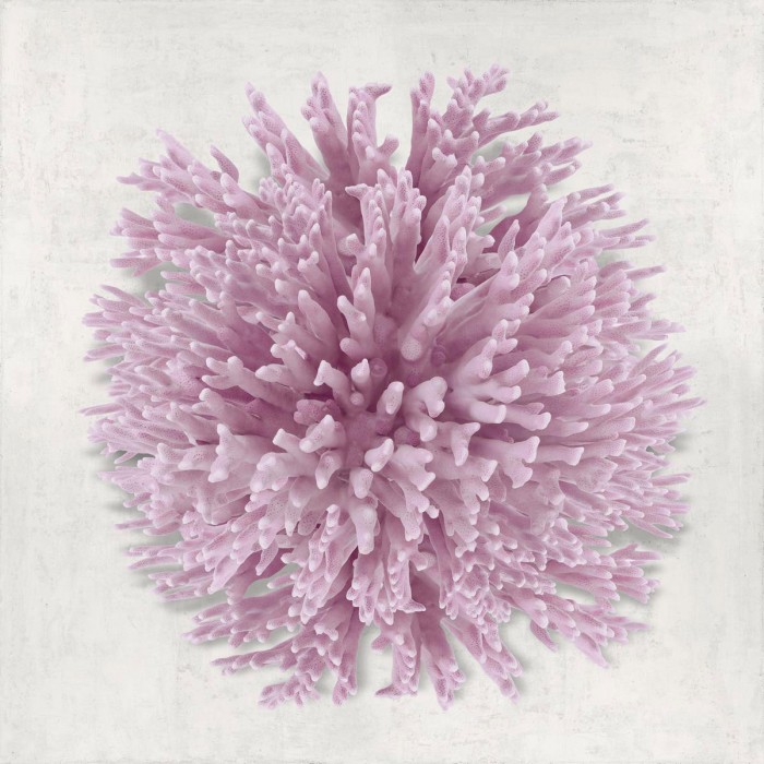 Coral Blush I by Caroline Kelly