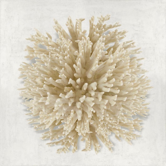 Coral Cream I by Caroline Kelly