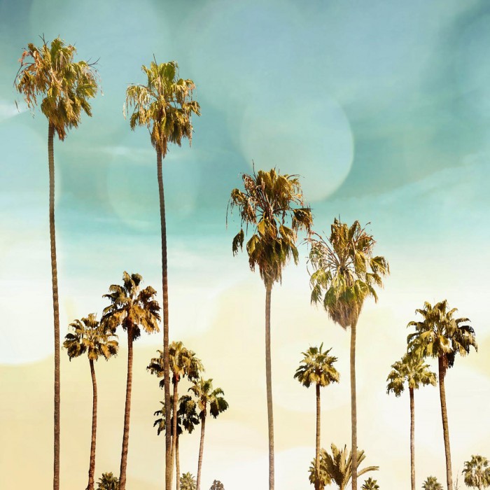 Beach Palms II by Devon Davis