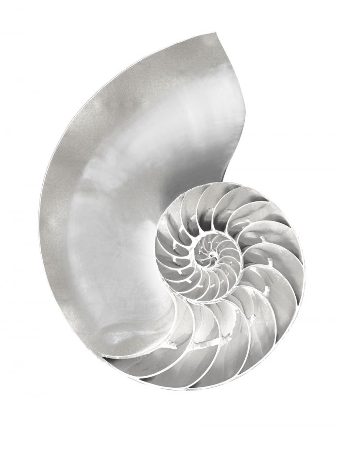Silver Pearl Shell II by Caroline Kelly