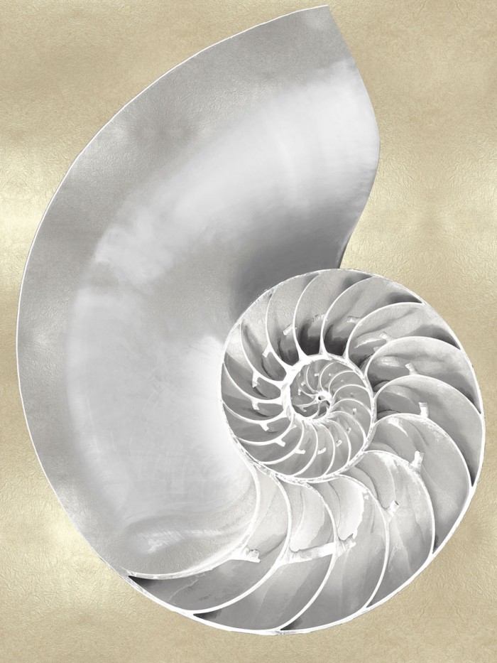 Silver Pearl Shell on Gold II by Caroline Kelly