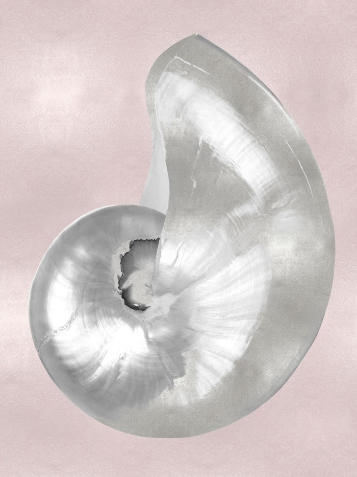 Silver Shell on Pink Blush I by Caroline Kelly