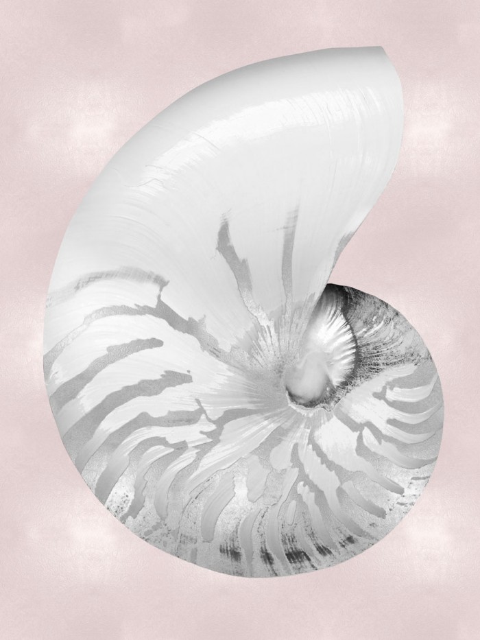Silver Shell on Pink Blush II by Caroline Kelly