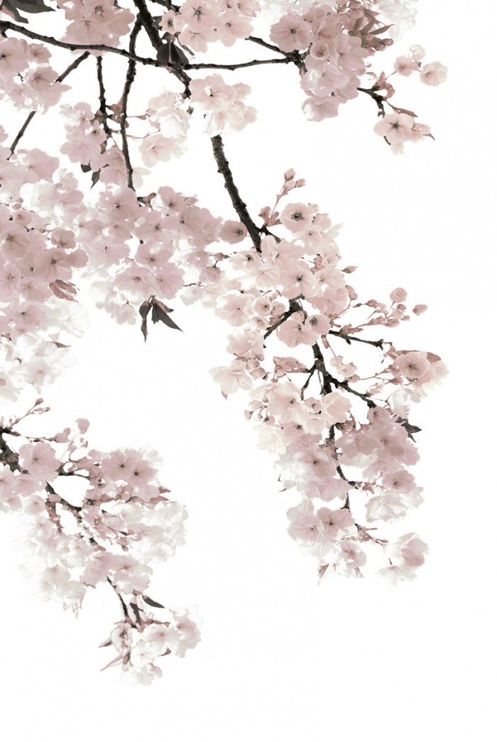 Pink Blossoms on White I by Kate Bennett