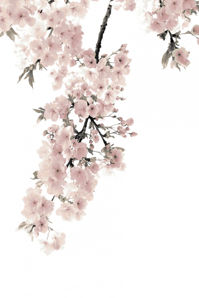 Pink Blossoms on White II by Kate Bennett