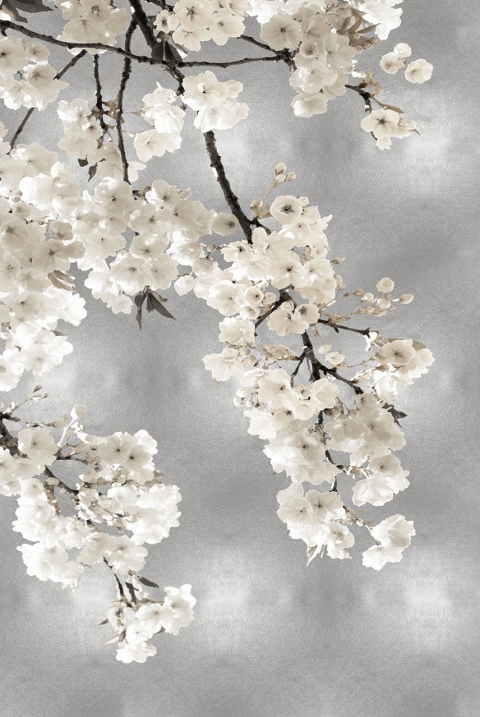 White Blossoms on Silver I by Kate Bennett