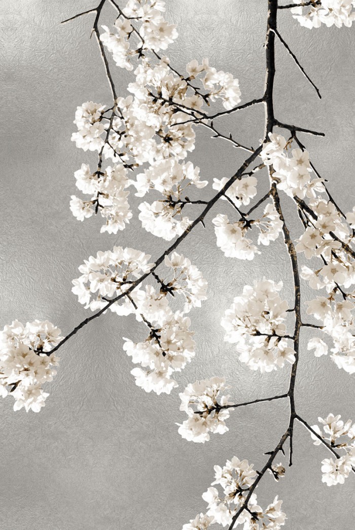 White Blossoms on Silver III by Kate Bennett