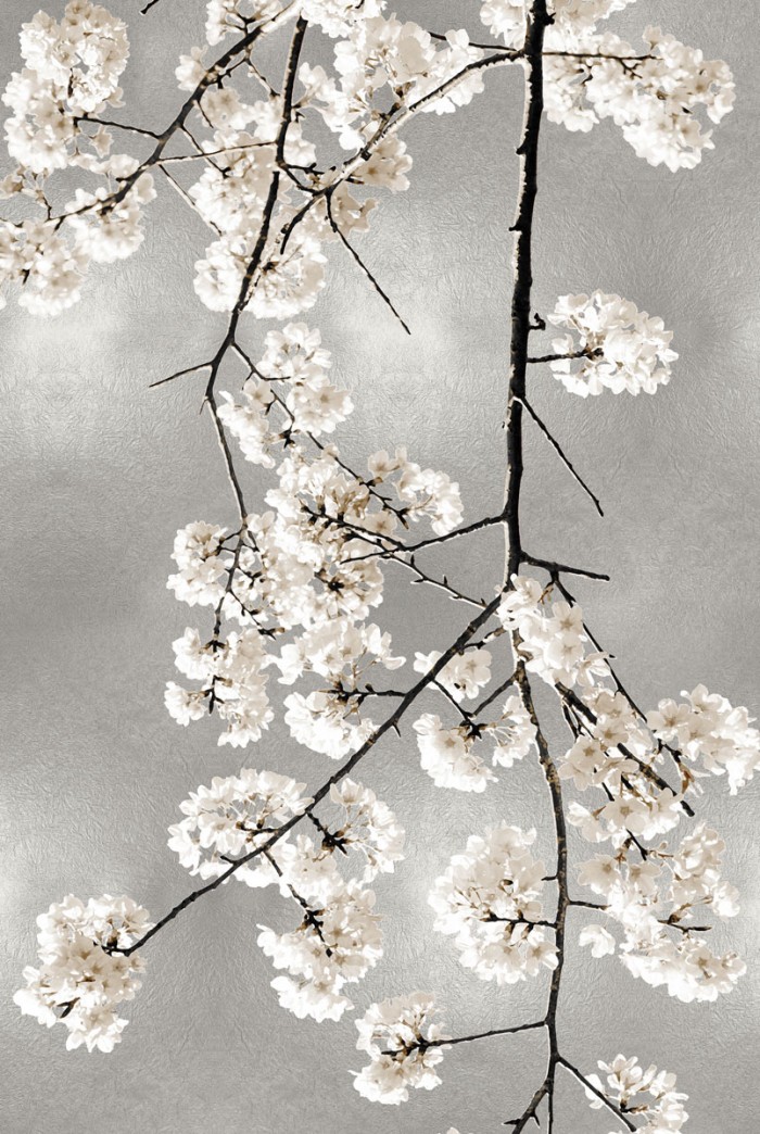 White Blossoms on Silver IV by Kate Bennett