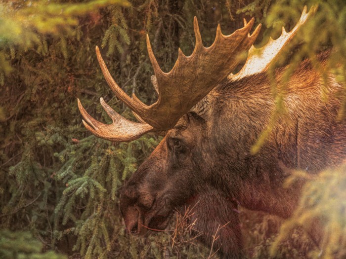 Moose by Dan Sproul