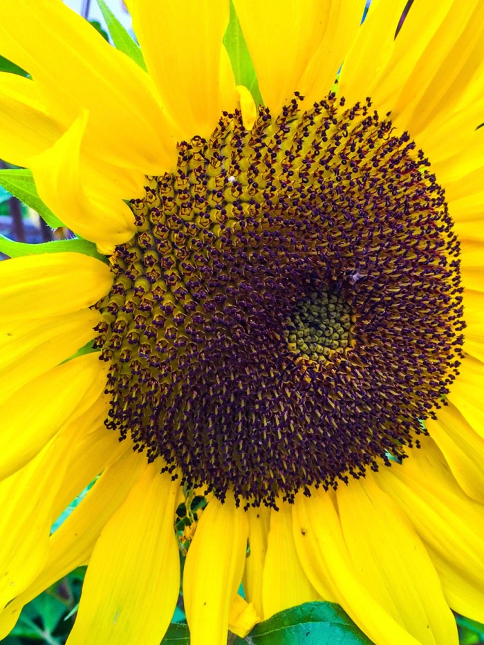 Sunflower by Heidi Bannon