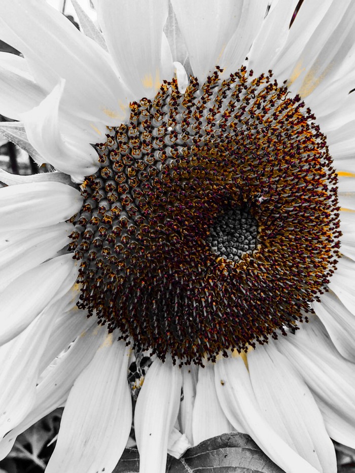 Sunflower White by Heidi Bannon
