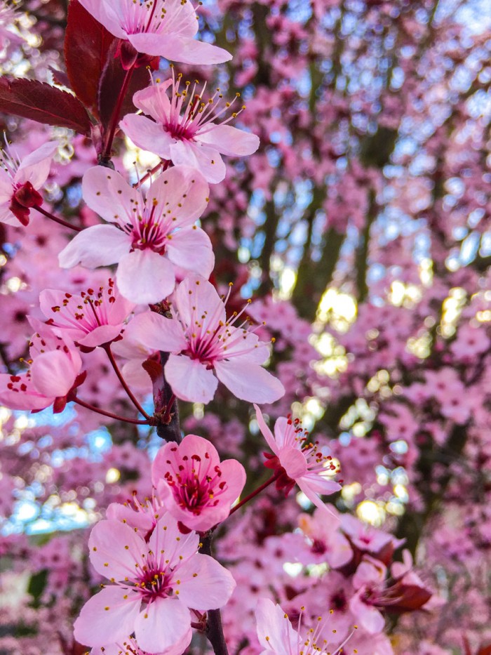 Cherry Blossom by Heidi Bannon