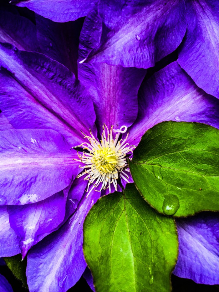 Clematis Spring by Heidi Bannon