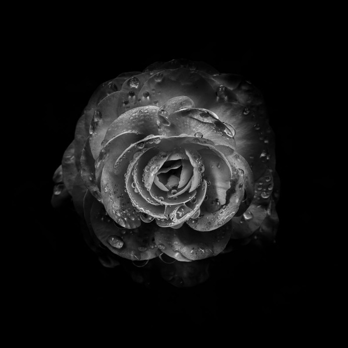 Black And White Begonia I by Brian Carson