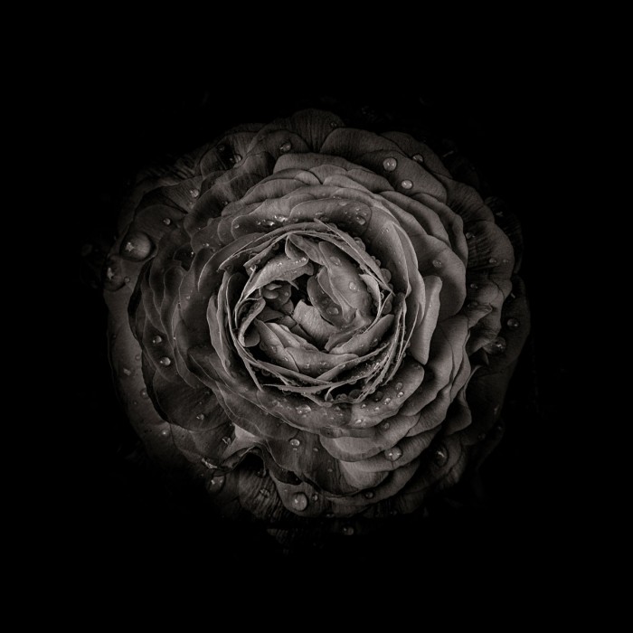 Black And White Begonia III by Brian Carson