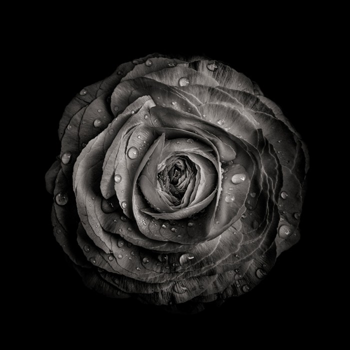 Black And White Begonia IV by Brian Carson