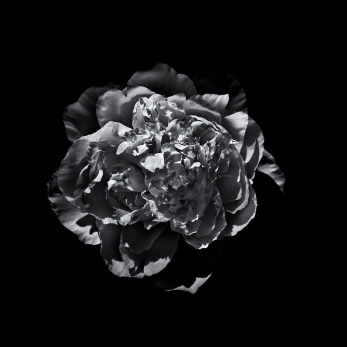 Black And White Camelia III by Brian Carson