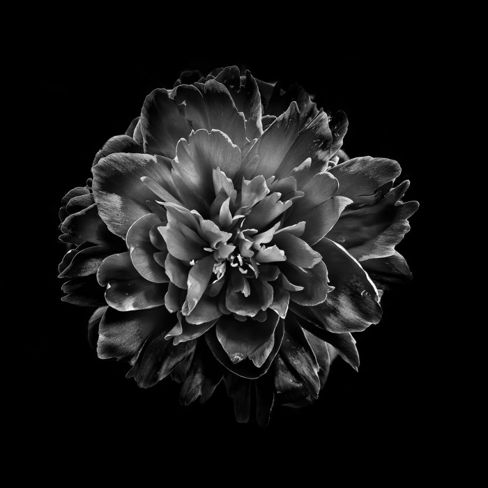 Black And White Camelia IV by Brian Carson