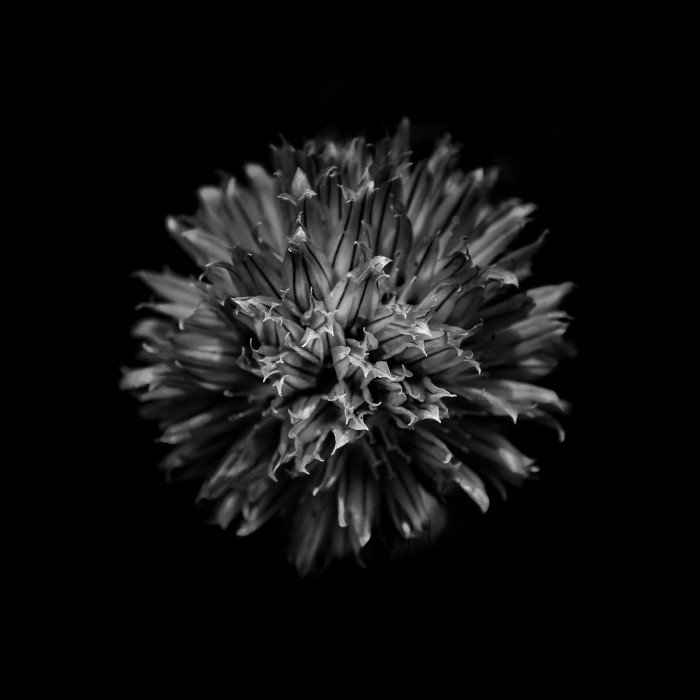 Black And White Clover Flower by Brian Carson