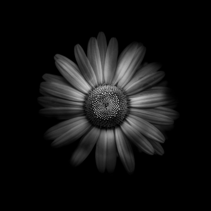 Black And White Daisy 1 by Brian Carson