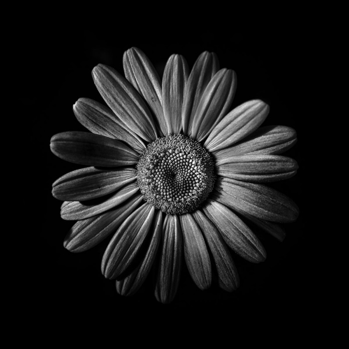 Black And White Daisy II by Brian Carson
