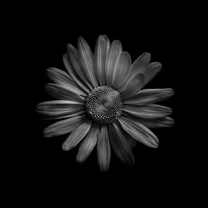 Black And White Daisy III by Brian Carson