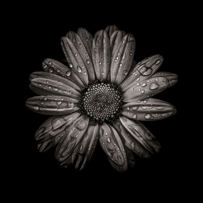 Black And White Daisy IV by Brian Carson