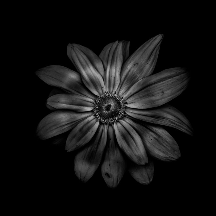 Black And White Daisy V by Brian Carson