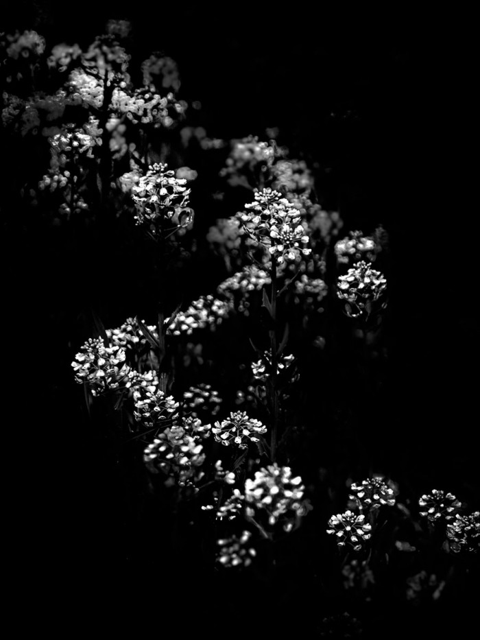 Black And White Floral Bush by Brian Carson
