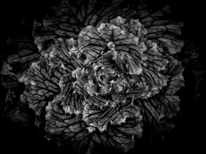 Black And White Flower Cabbage by Brian Carson