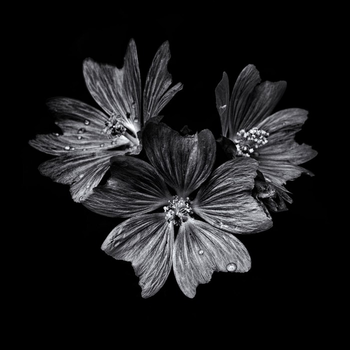 Black And White Flower Trio by Brian Carson