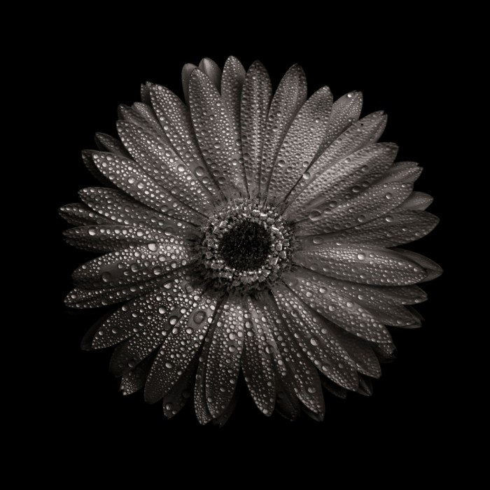 Black And White Gerber Daisy I by Brian Carson