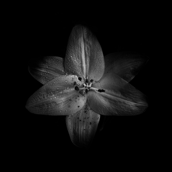 Black And White Lily by Brian Carson