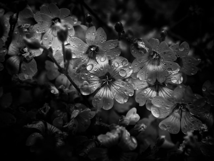 Black And White Petunia by Brian Carson