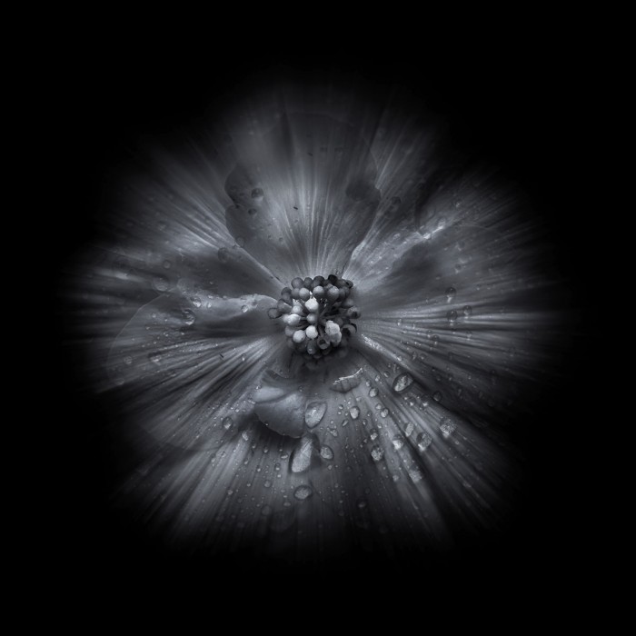 Black And White Petunia IV by Brian Carson