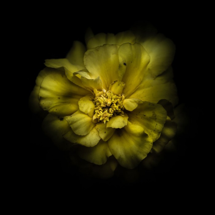 Double Yellow Camelia by Brian Carson
