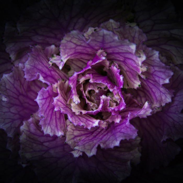Flowering Cabbage by Brian Carson