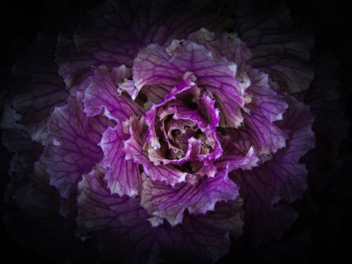 Flowering Cabbage II by Brian Carson